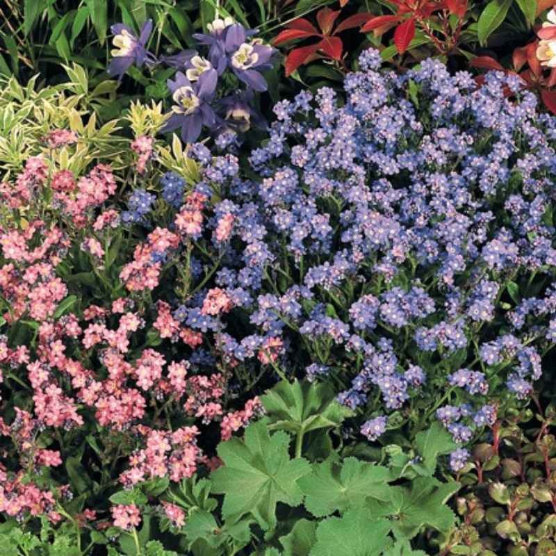 Niezapominajka alpejska różowa nasiona 0,3g (3).jpg