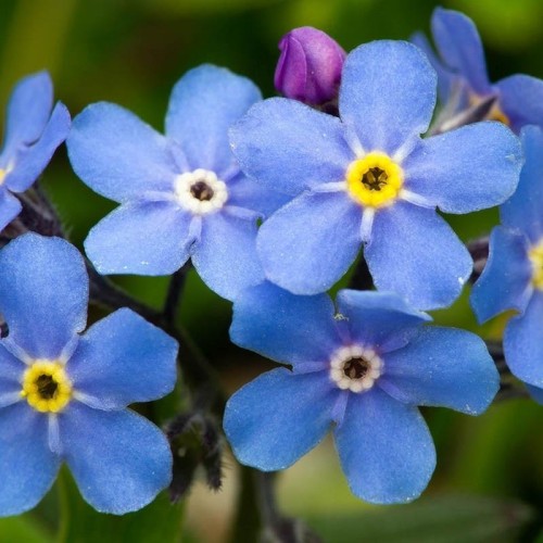 Niezapominajka alpejska niebieska nasiona 0,3g