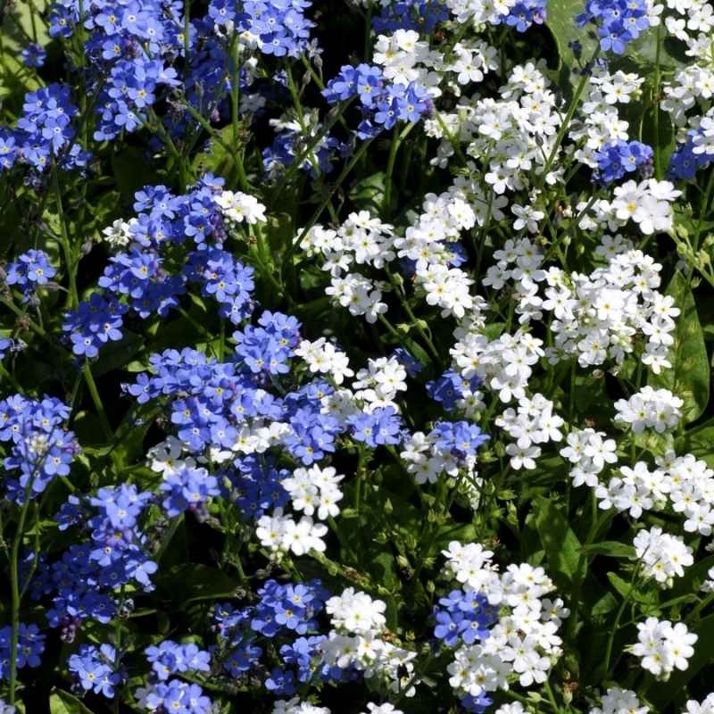 Niezapominajka alpejska niebieska nasiona 0,3g (3).jpg