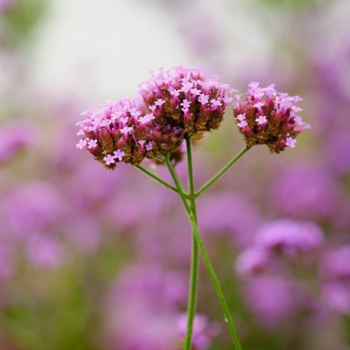 Werbena patagońska liliowa 0,2g nasiona