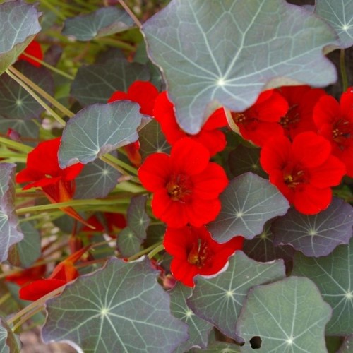 Nasturcja niska Empress of India szkarlatna 5g nasiona LUX