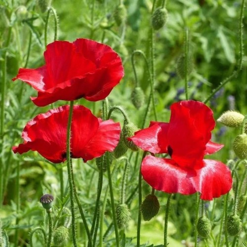 Mak polny nasiona 1g