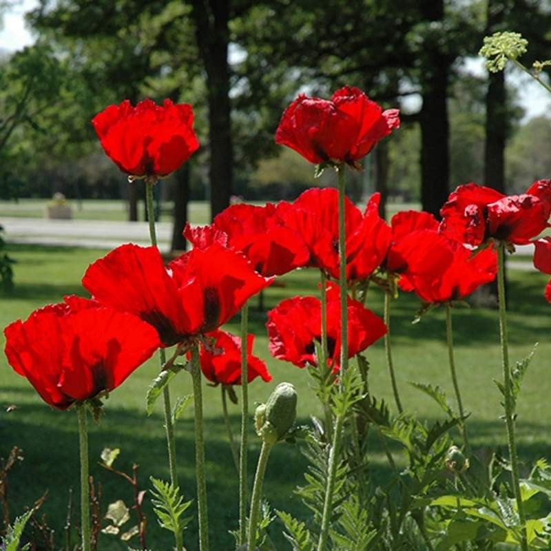 Mak polny nasiona 1g (3).jpg