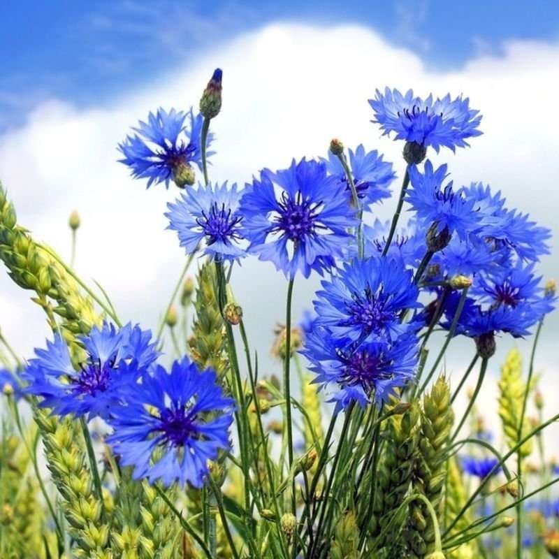 Chaber bławatek niebieski nasiona 2g (1).jpg