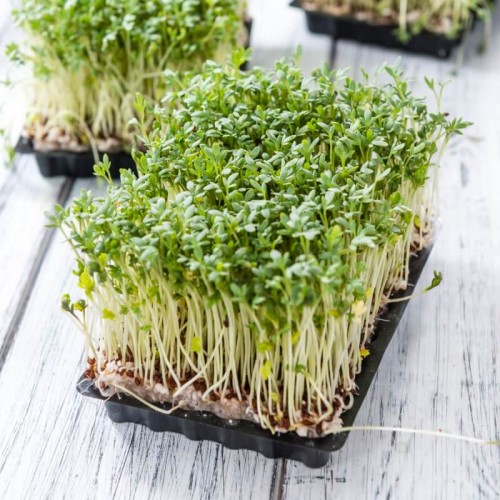 BIO Rzeżucha - nasiona na kiełki ekologiczne 30g