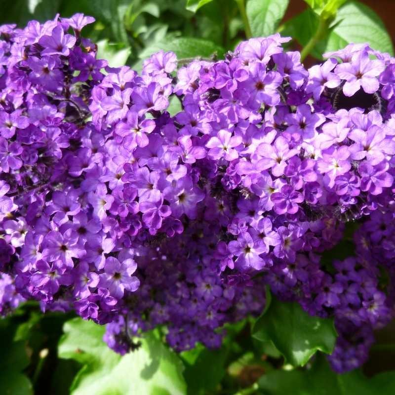 Heliotrop waniliowy nasiona 0,1g (1).jpg