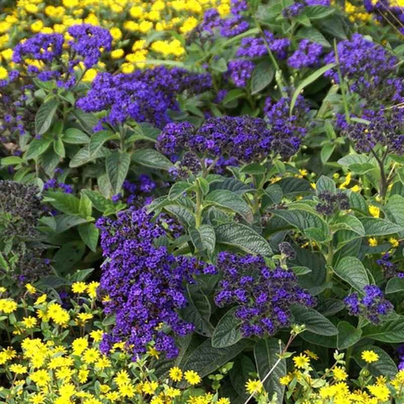 Heliotrop waniliowy nasiona 0,1g (3).jpg