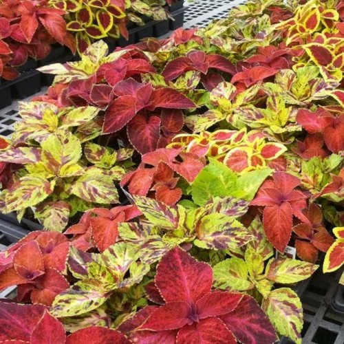 Koleus Blumego nasiona 0,1g