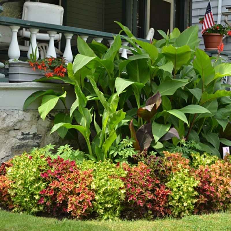 Koleus Blumego nasiona 0,1g (3).jpg