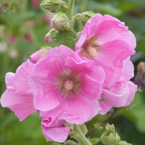 Malwa ogrodowa mieszanka nasiona 1g