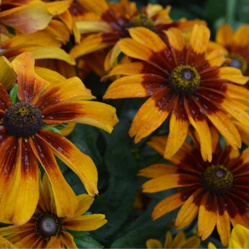Rudbekia dwubarwna Cherokee Sunset mieszanka 1g nasiona LUX