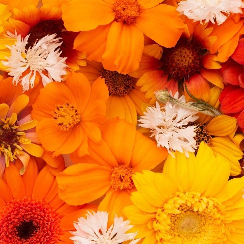 Rudbekia dwubarwna mieszanka 1g nasiona (3).jpg