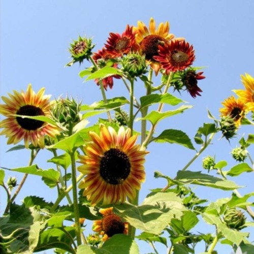 Słonecznik ozdobny mieszanka odmian nasiona 2g