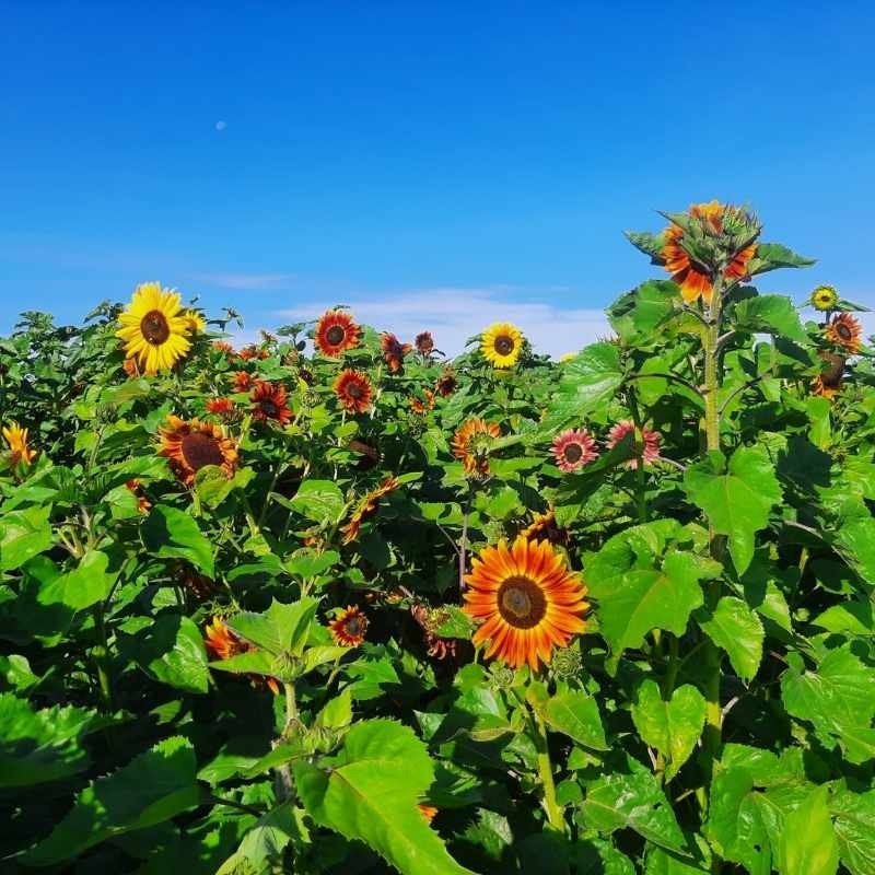 Słonecznik ozdobny mieszanka odmian nasiona 2g (3).jpg