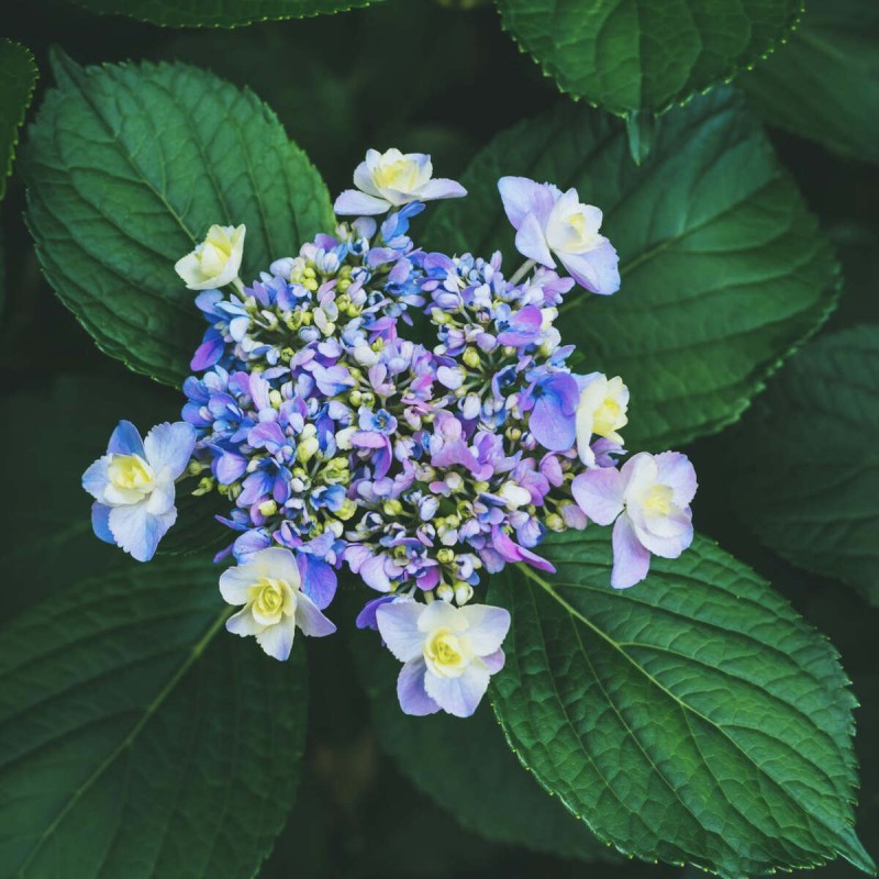 Hortensja ogrodowa libelle Hydrangea macrophylla uprawa