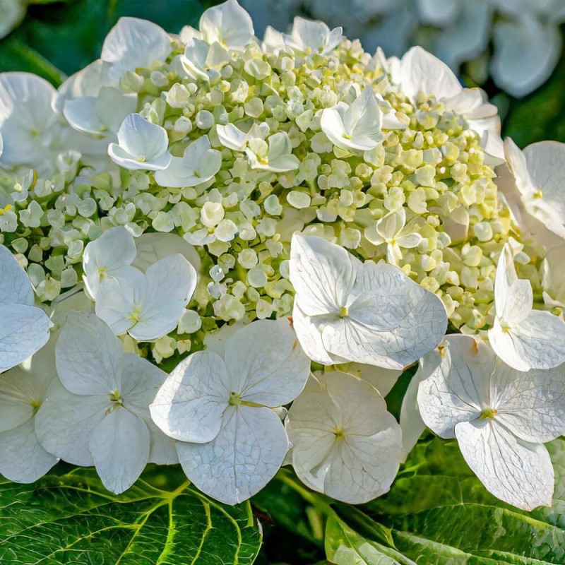 Hortensja ogrodowa libelle Hydrangea macrophylla Sadzonka C1