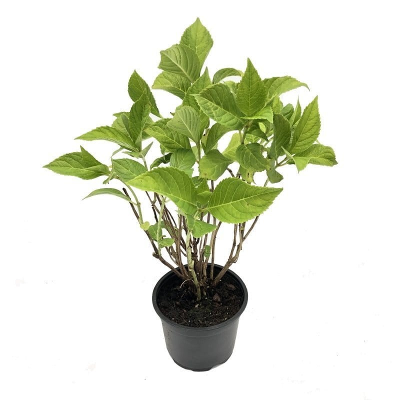 Hortensja ogrodowa BLAUMEISE Sadzonka w donicy 1l