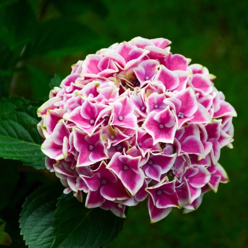 Hortensja ogrodowa TIVOLI ROSA Dwubarwna sadzonka C2