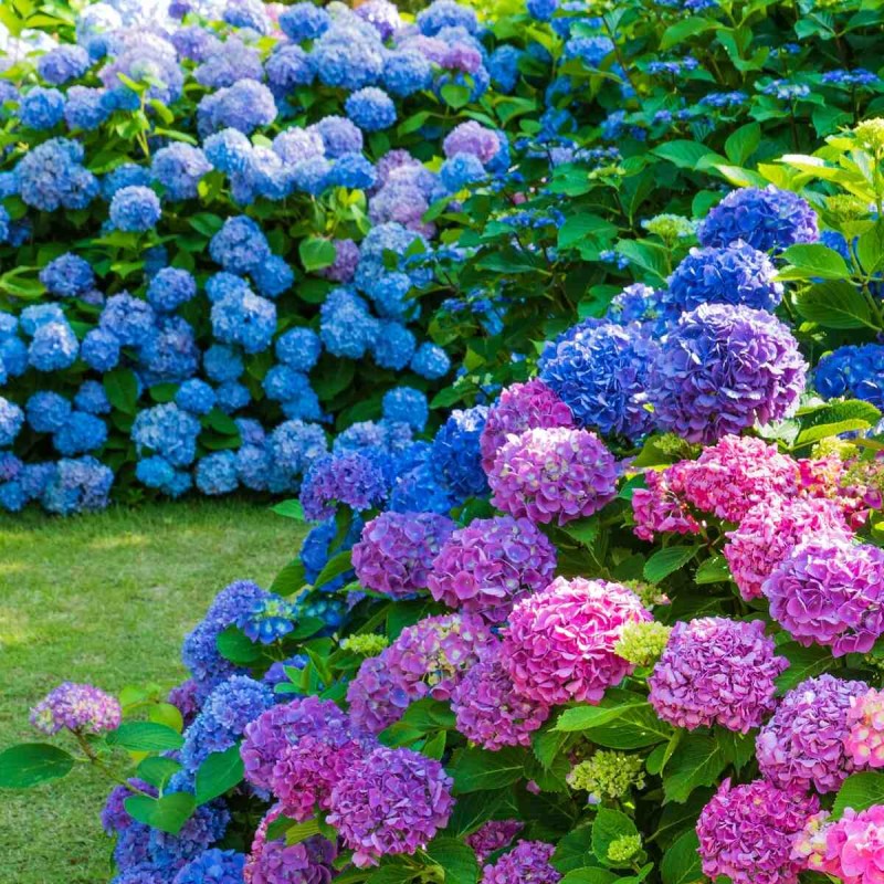 Hortensja ogrodowa Tivoli rosa jak uprawiać