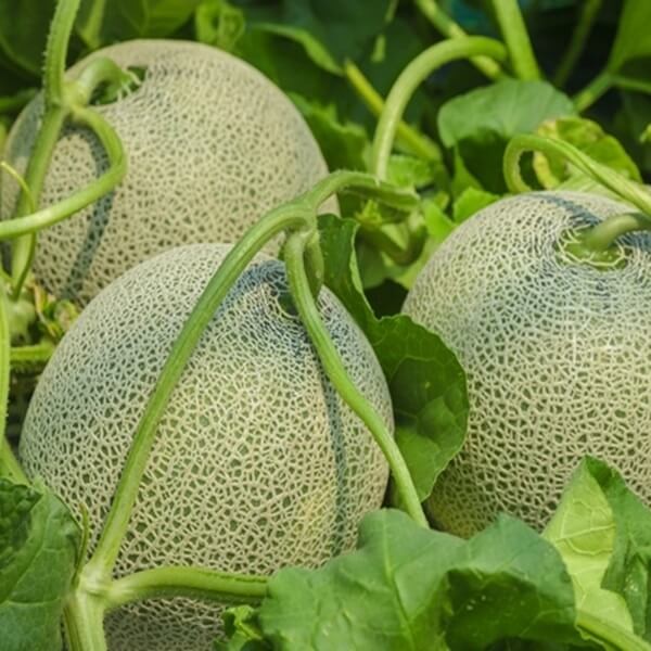 Melon Seledyn (Cucumis melo) nasiona 1g (3)
