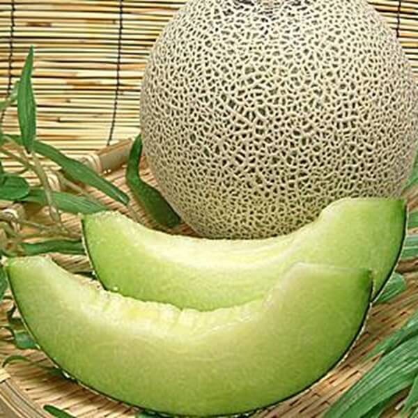Melon Seledyn (Cucumis melo) nasiona 1g (2)