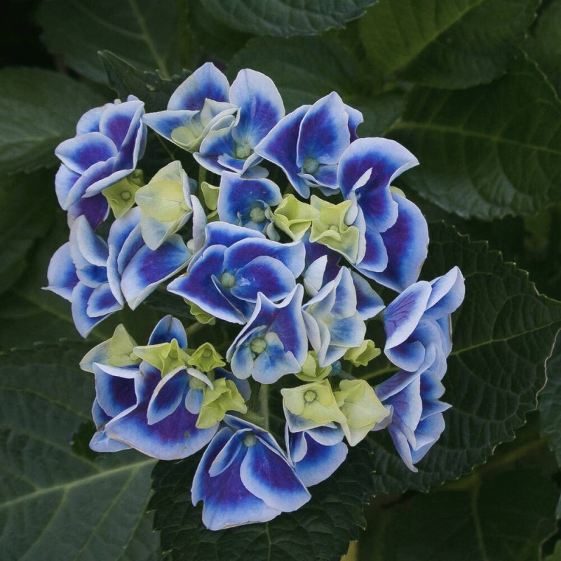 Hortensja ogrodowa Tivoli blue dwubarwna sadzonki