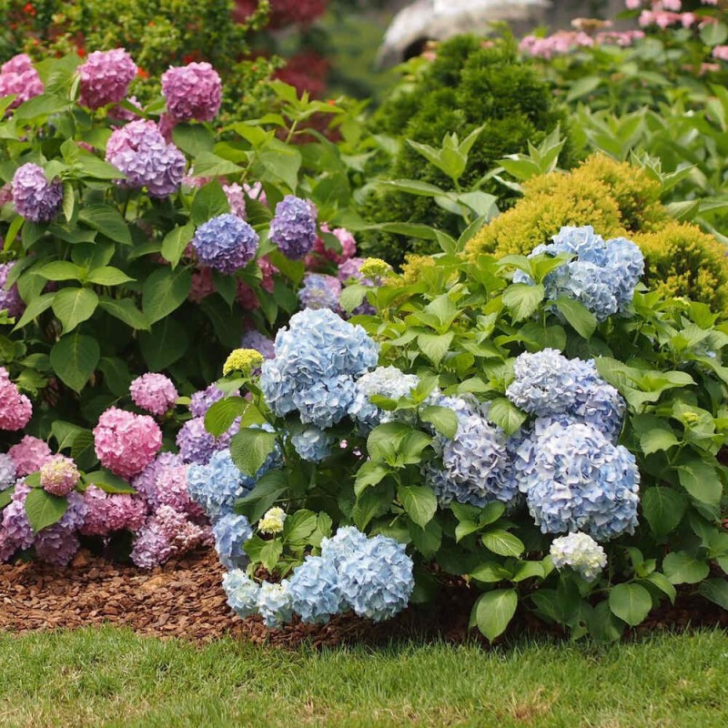 Hortensja ogrodowa Tivoli blue jak zimuje