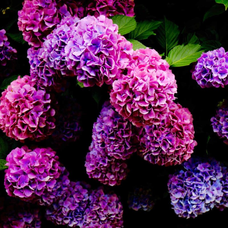 Hortensja ogrodowa CURLY SPARCLE PURPLE uprawa