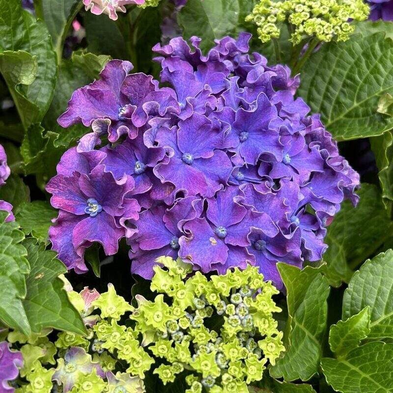 Hortensja ogrodowa CURLY SPARCLE PURPLE Hydrangea macrophylla Sadzonka C2