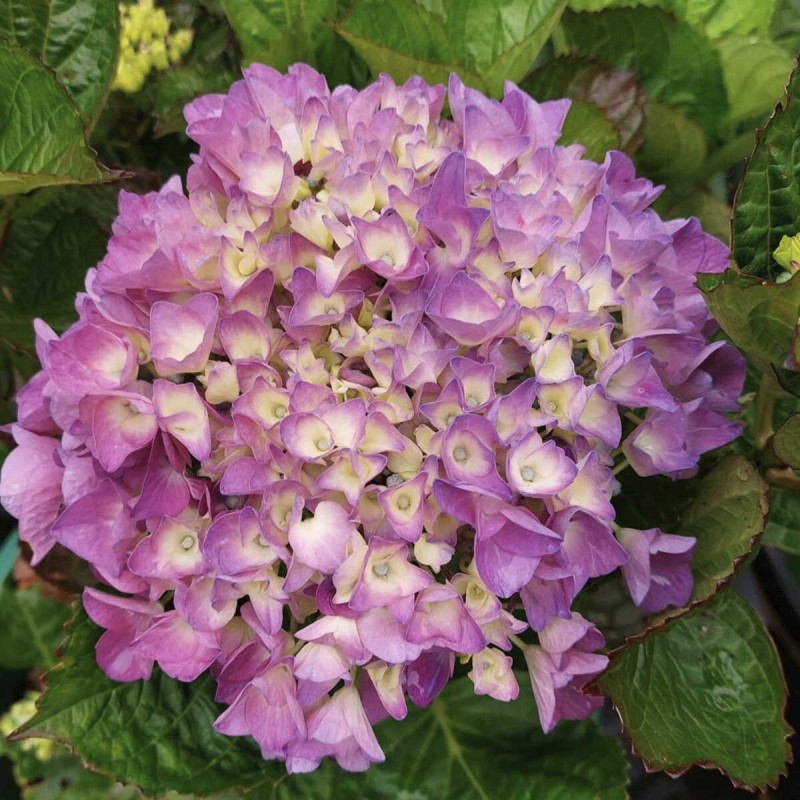 Hortensja ogrodowa salsa różowa sadzonki sklep