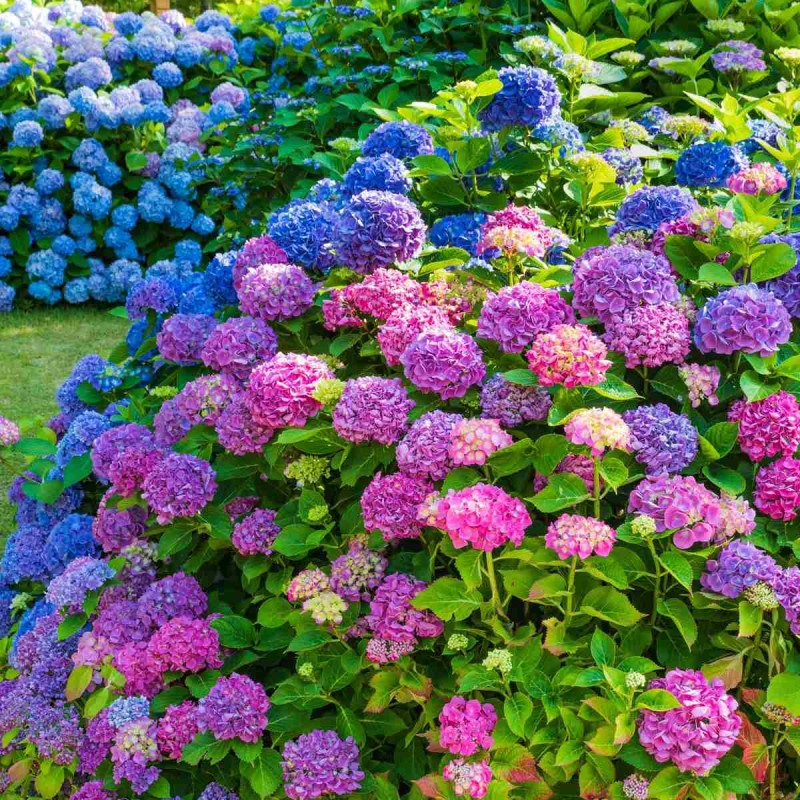 Hortensja ogrodowa DEUTSCHLAND tęczowa sadzonki