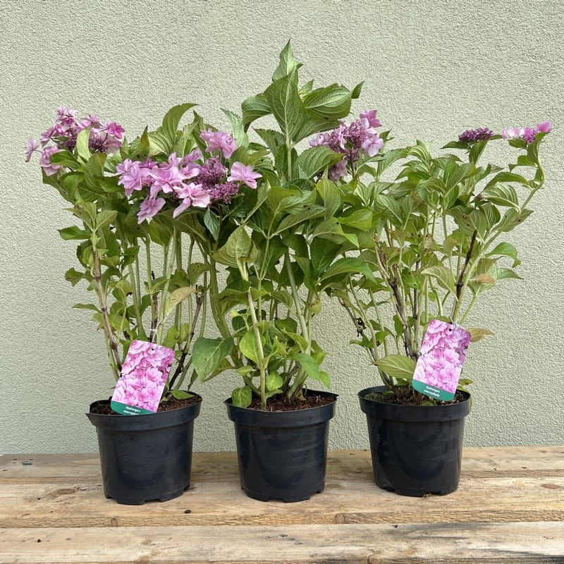 Hortensja ogrodowa doppio rosa sadzonka c3