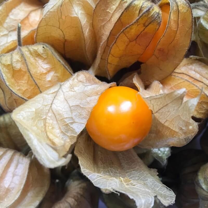 Rodzynek Brazylijski (Physalis peruviana) nasiona 0,2g (2).jpg