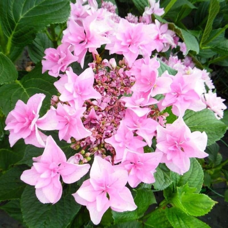 Hortensja ogrodowa doppio rosa Hydrangea macrophylla sadzonki