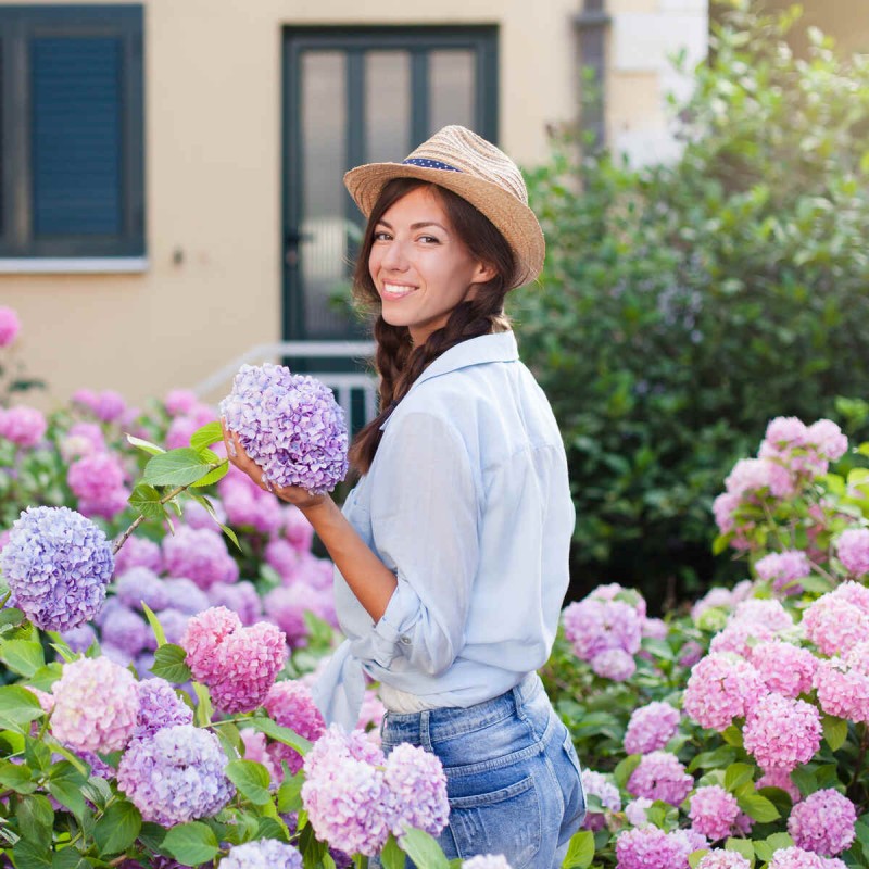 Hortensja ogrodowa doppio rosa do donic