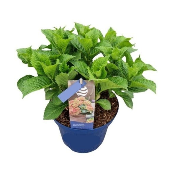 Hortensja ogrodowa Bavaria Hydrangea macrophylla  sadzonka cena