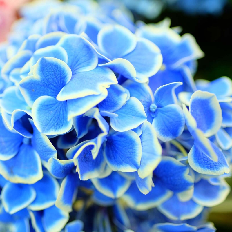 Hortensja ogrodowa Bavaria Hydrangea macrophylla Wielokolorowa Sadzonka