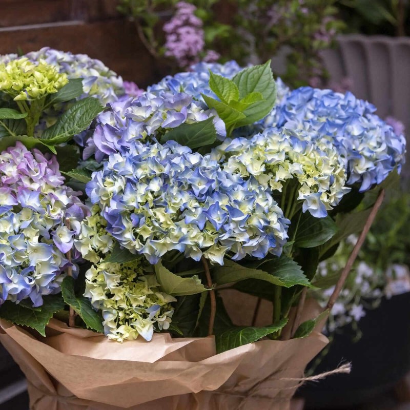 Hortensja ogrodowa Bavaria wielobarwna gdzie kupic