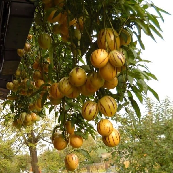 Pepino Melon (Solanum muricatum) nasiona 0,01g (3).jpg