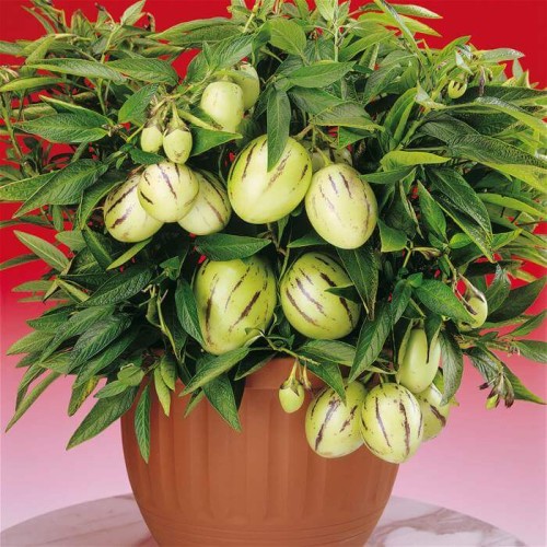 Pepino Melon nasiona 0,01g