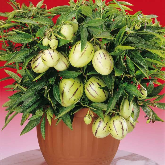 Pepino Melon (Solanum muricatum) nasiona 0,01g (2).JPG