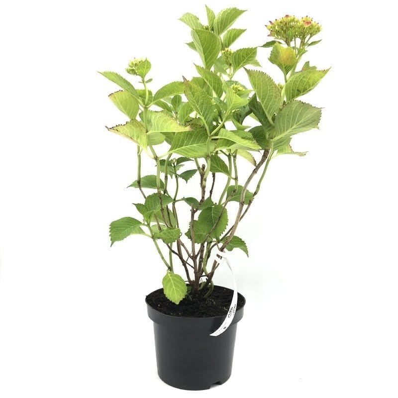 Hortensja ogrodowa Hot Red sadzonka cena