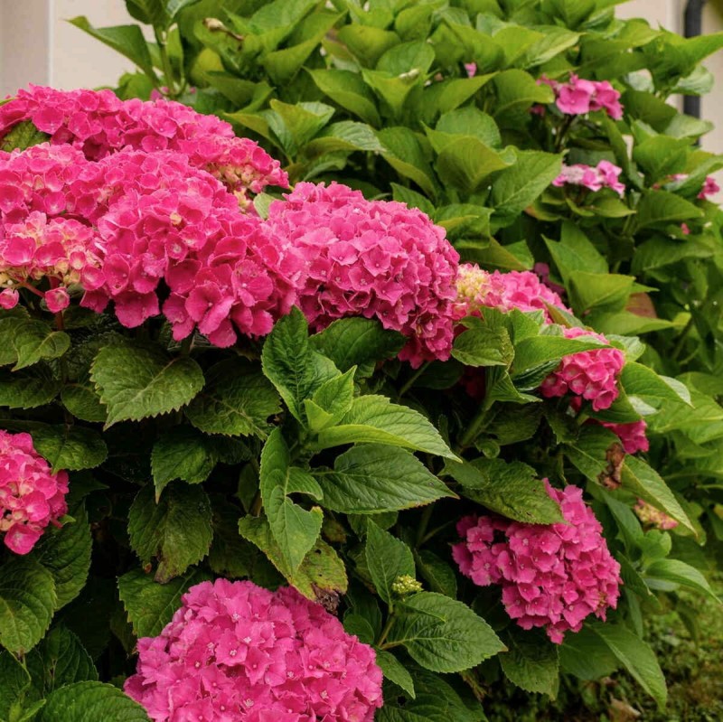 Hortensja ogrodowa Red Baron Hydrangea macrophylla Sadzonka