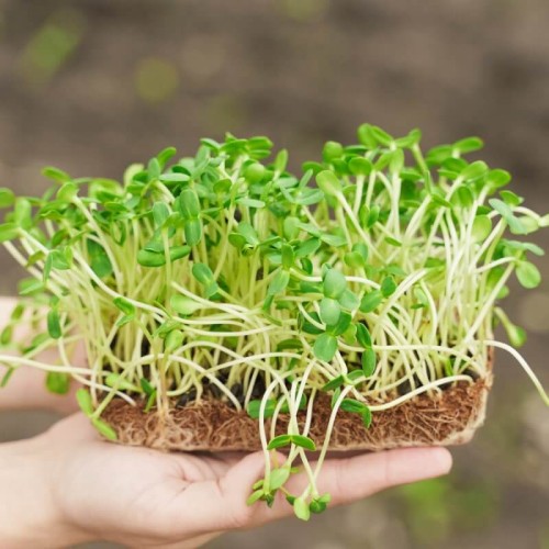 BIO Słonecznik - nasiona na kiełki ekologiczne 20g