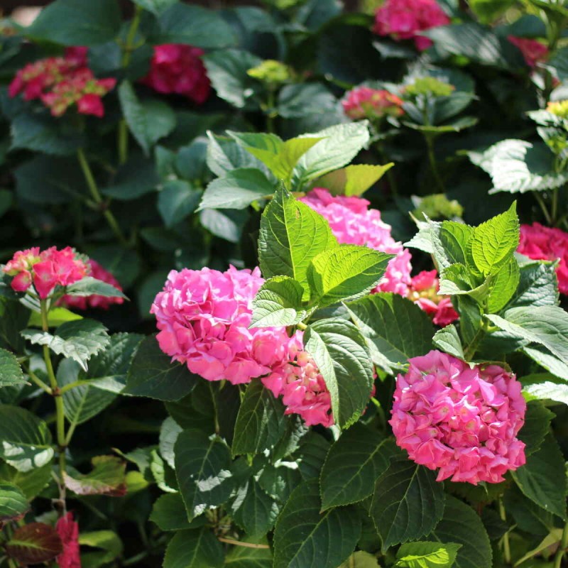 Hortensja ogrodowa czerwona Red Baron sadzonki sklep