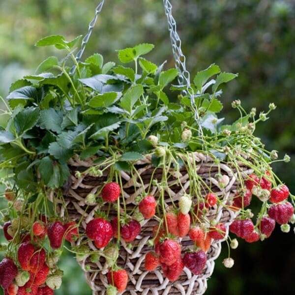 Truskawka Temptation Pnąco-wisząca (Fragaria x ananassa) nasiona 0,03g (3).jpg