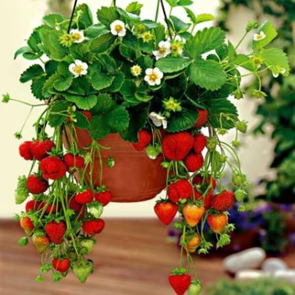 Truskawka Temptation Pnąco-wisząca (Fragaria x ananassa) nasiona 0,03g.jpg