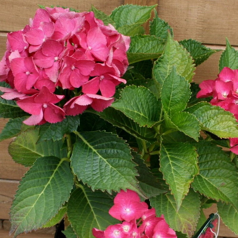 Hortensja ogrodowa Hot Red bordowa Hydrangea macrophylla Sadzonka