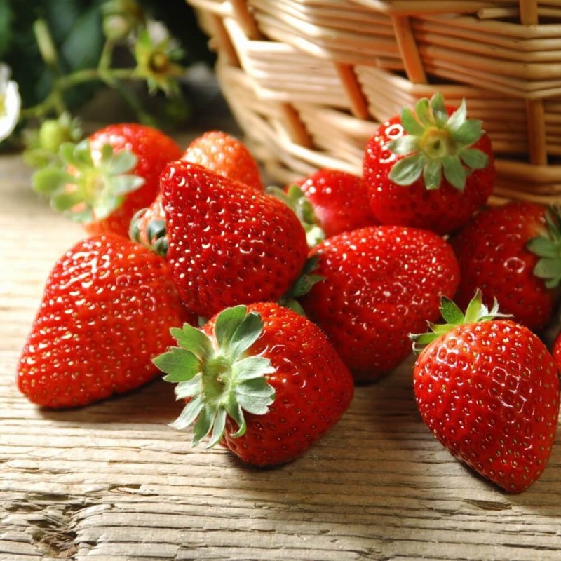 Truskawka Tresca (Fragaria x ananassa) nasiona 20 sztuk.jpg