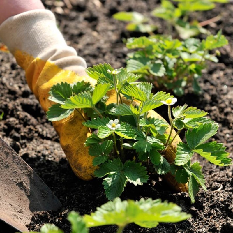 Truskawka Tresca (Fragaria x ananassa) nasiona 20 sztuk (2).jpg